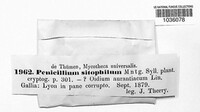 Neurospora sitophila image